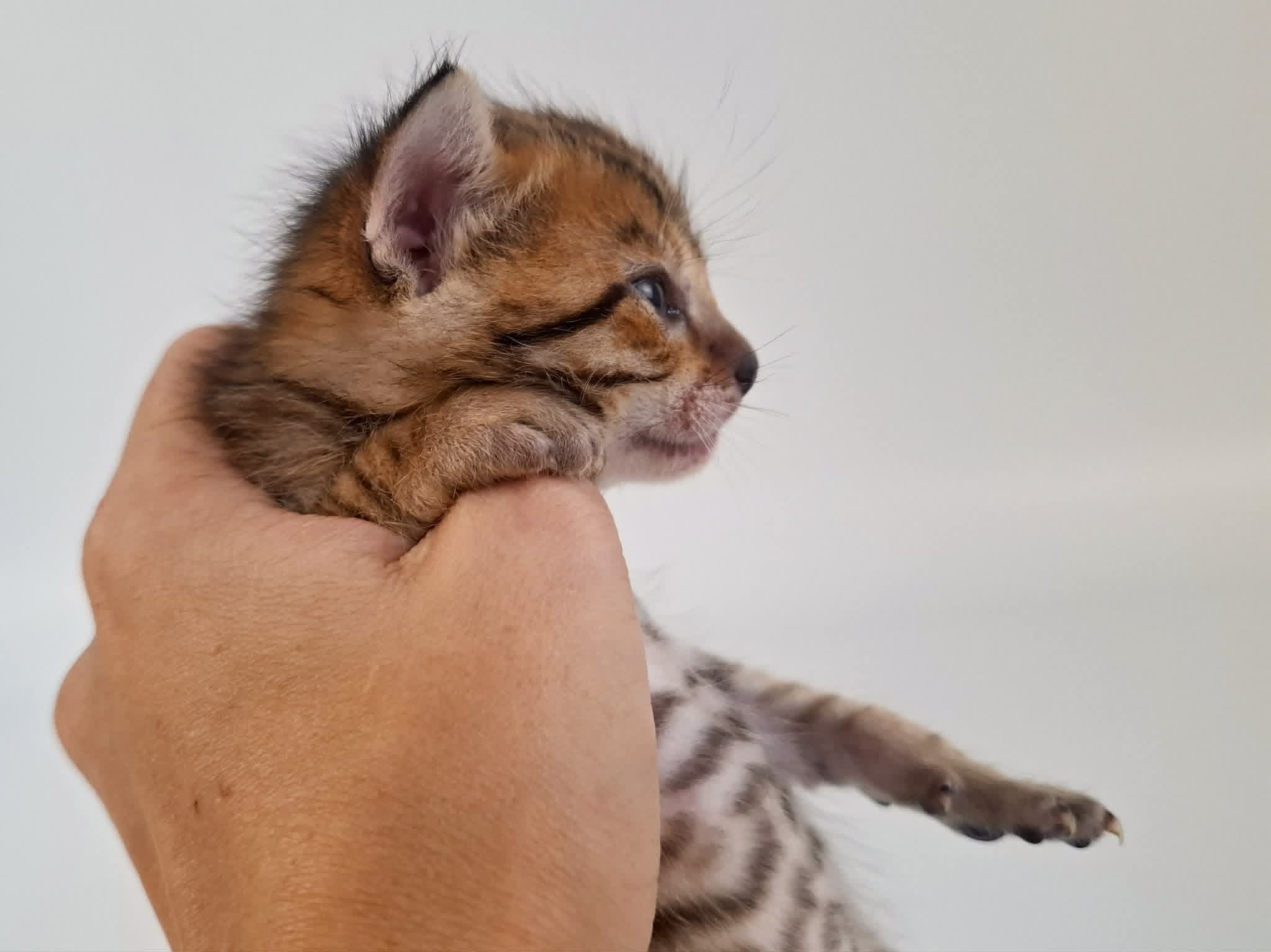 Kitten 8